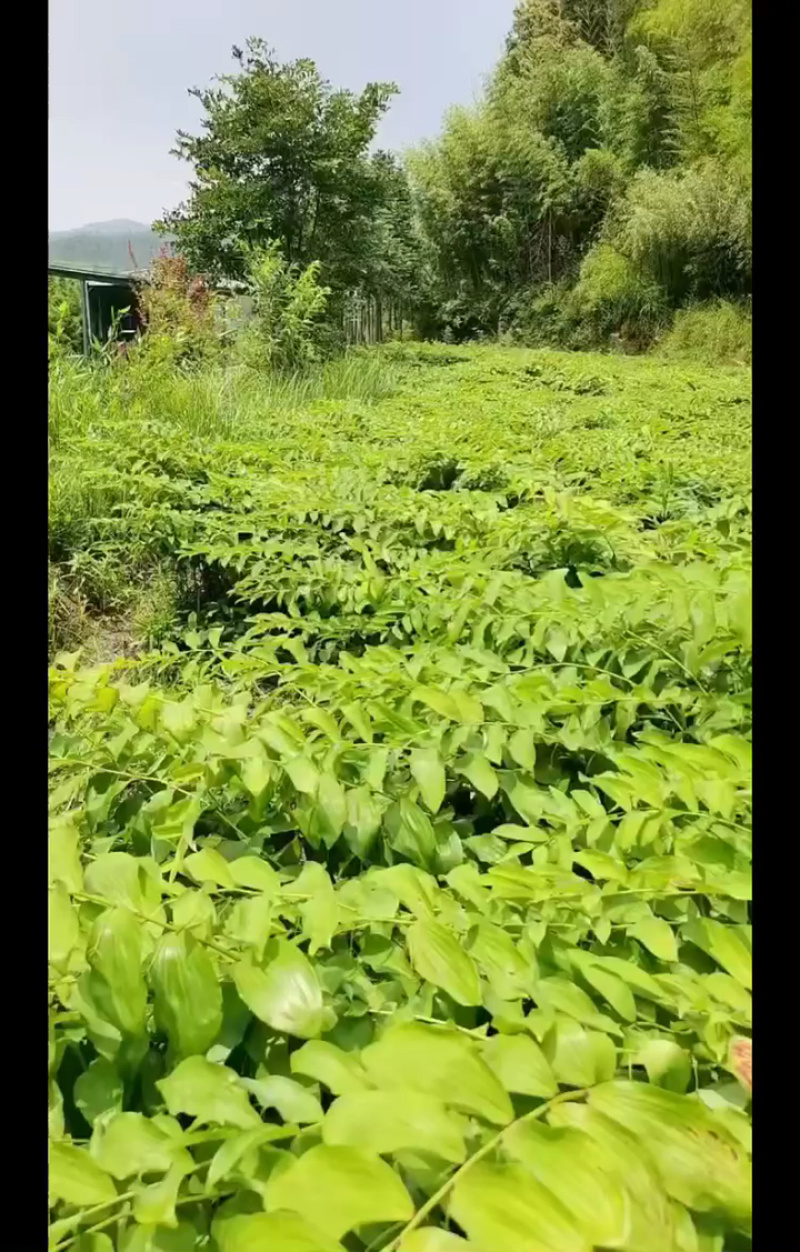 优质多花倒苗姜型苗，一年苗，两年苗，三年苗，块茎，