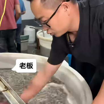 正宗本地泥螺大丰收，批发零售全国发货！