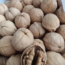 新疆薄皮核桃厂家直供电商产品真实报价量大从优
