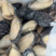 青口贝半壳青口贝半壳海虹捞汁烧烤火锅食材