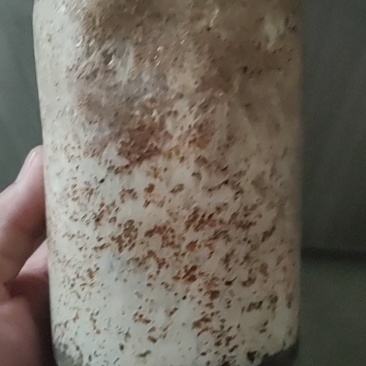 大球盖菇菌种，提供技术和服务，提供销路，回收产品