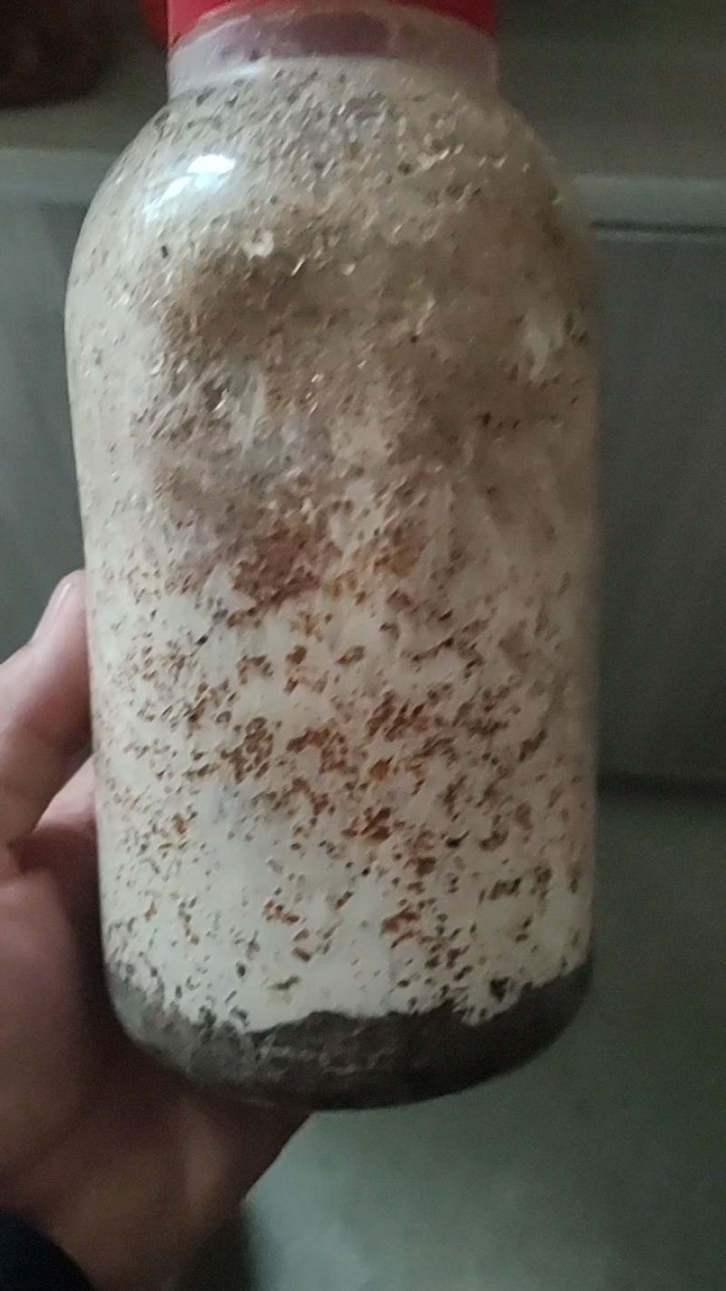 大球盖菇菌种，提供技术和服务，提供销路，回收产品
