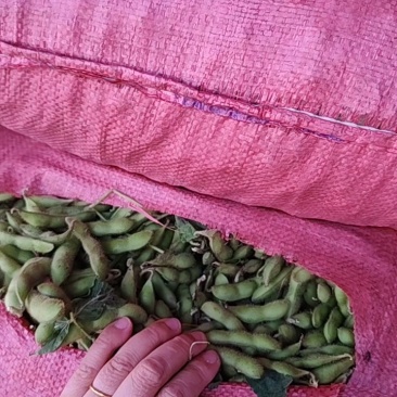 山东毛豆大量上市品质保证诚信经营欢迎各位老板选购