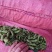 山东毛豆大量上市品质保证诚信经营欢迎各位老板选购