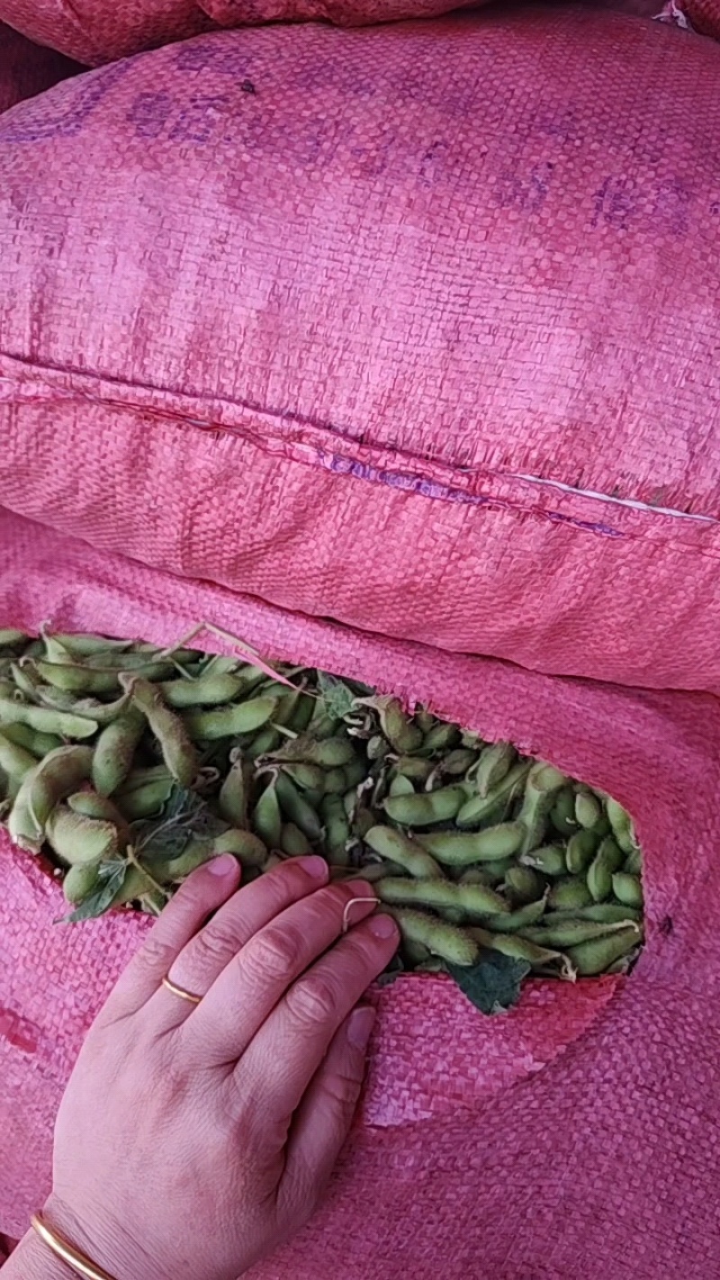 山东毛豆大量上市品质保证诚信经营欢迎各位老板选购