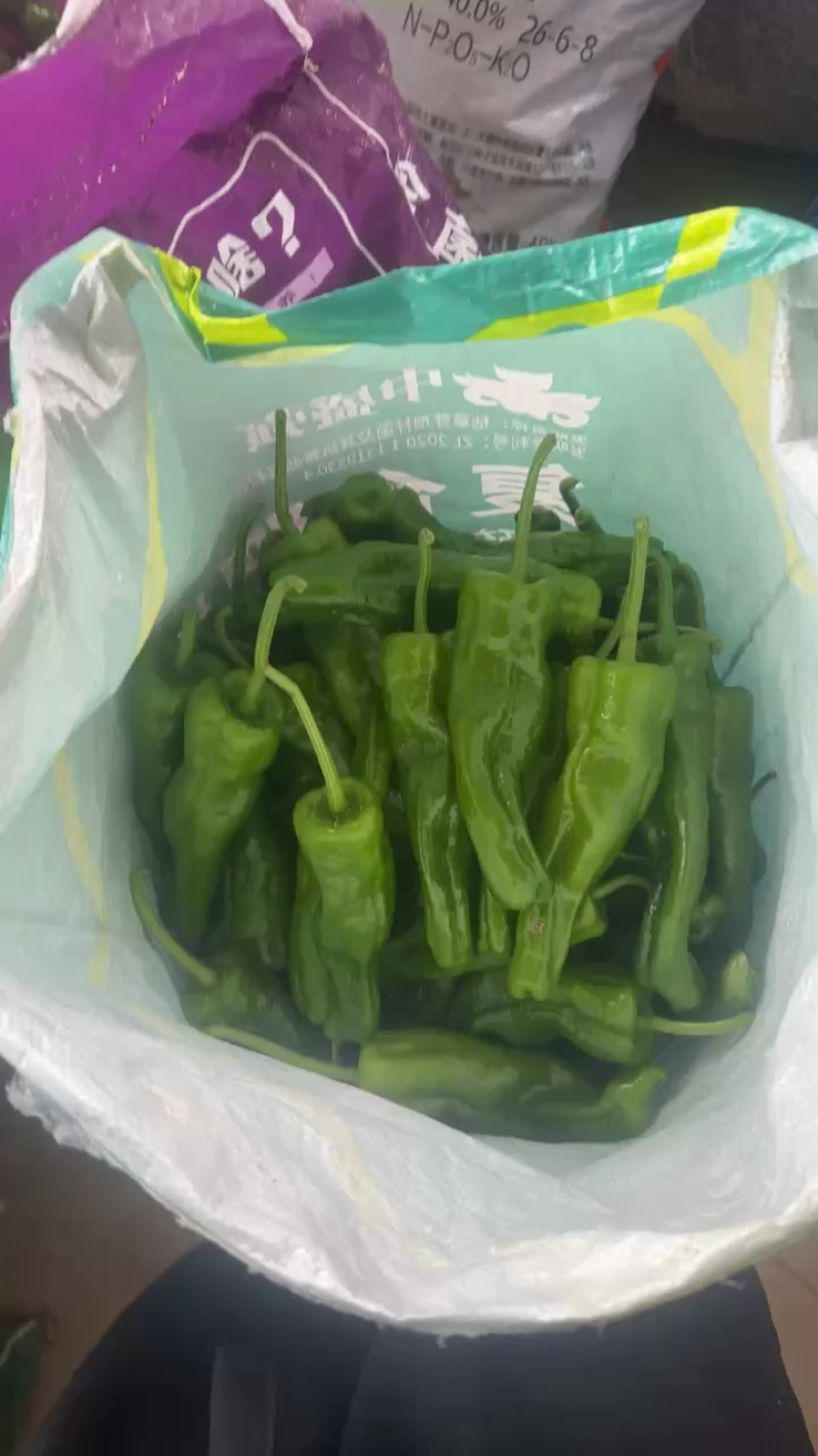 【薄皮辣椒】现摘现发支持各种包装诚信经营全国代发