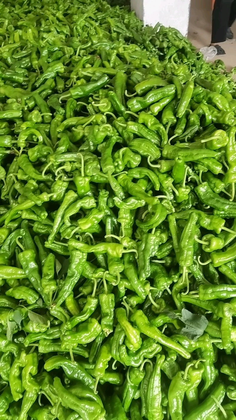 301精品青辣椒大量上市现采现货，成色好品质稳产地直发