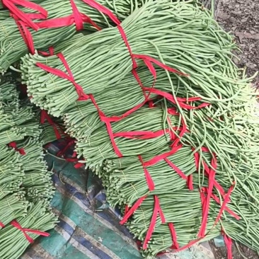精品豆角青条豆角产地直销量大质优价格优惠欢迎采购