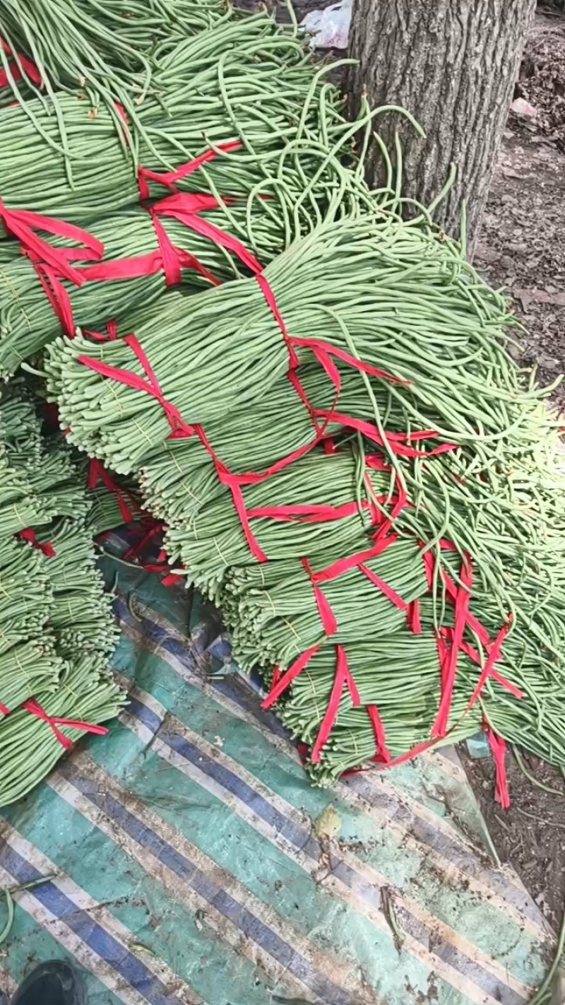 精品豆角青条豆角产地直销量大质优价格优惠欢迎采购