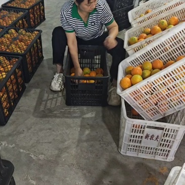 江边橙子脐橙夏橙现採现发.支持视频看货代发全国市