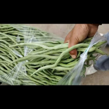 甘肃豆王，豆王，脱水豆王，20万亩基地欢迎选购