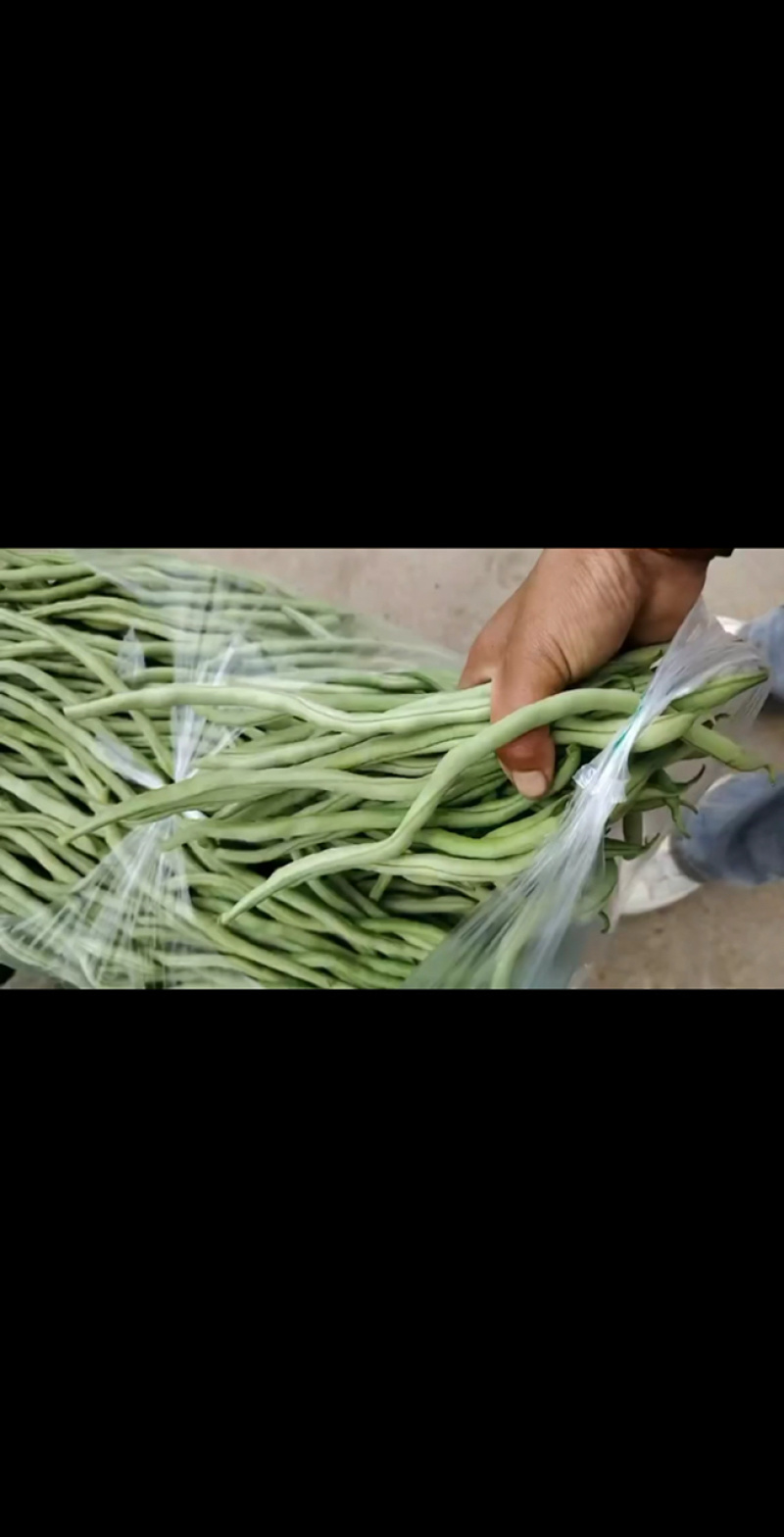 甘肃豆王，豆王，脱水豆王，20万亩基地欢迎选购
