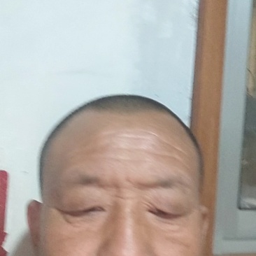 甘肃高山甘蓝大量上市量大质优产地直发欢迎来电订购！