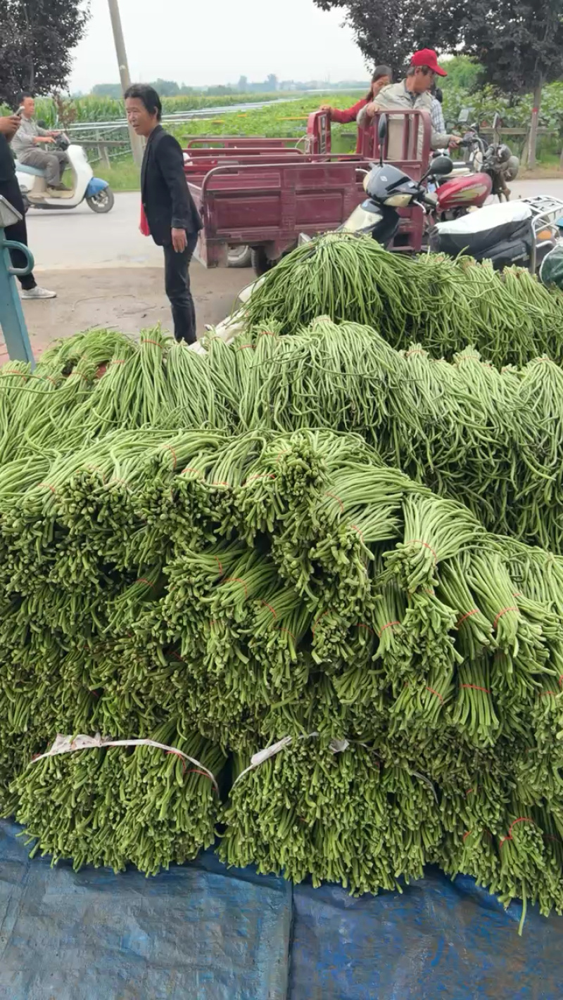 陕西西安长豆角露天豇豆，豆角品质好价格低量大