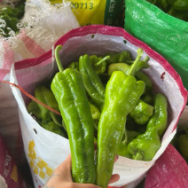 《推荐》薄皮辣椒/河南鲜辣椒/专业代办/代收代发全国