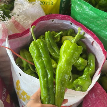 《推荐》薄皮辣椒/河南鲜辣椒/专业代办/代收代发全国