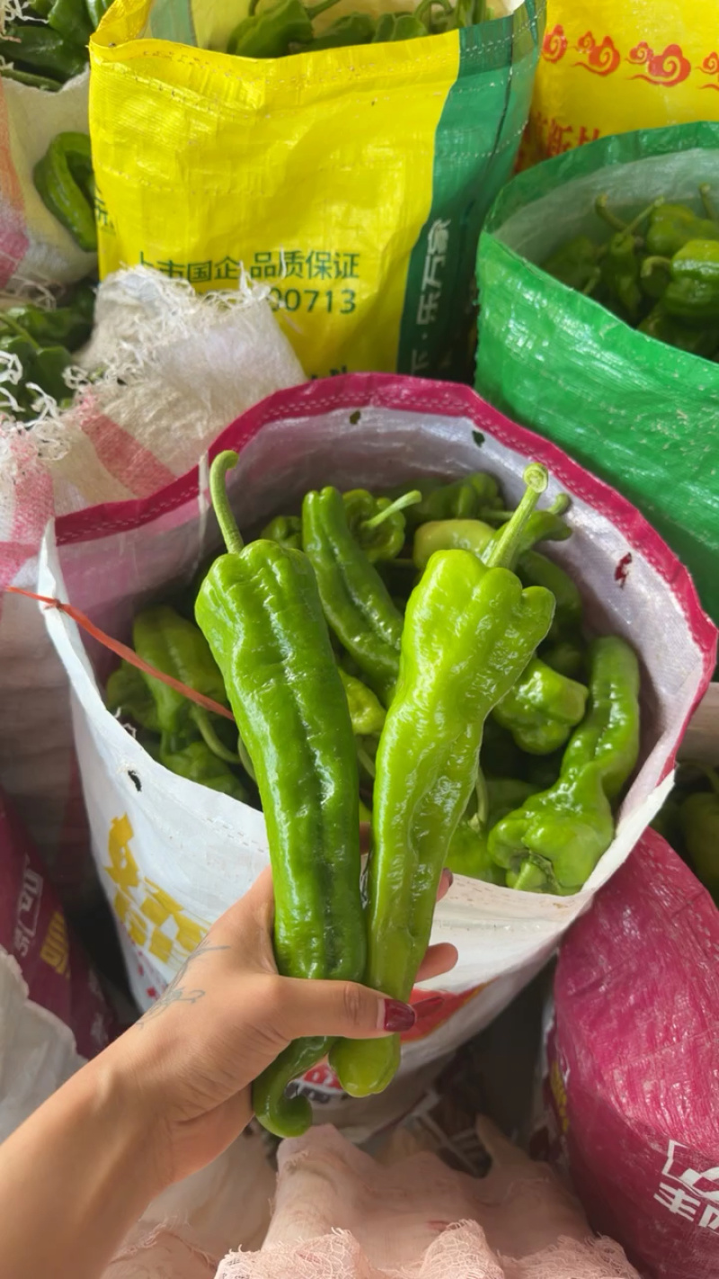 《推荐》薄皮辣椒/河南鲜辣椒/专业代办/代收代发全国