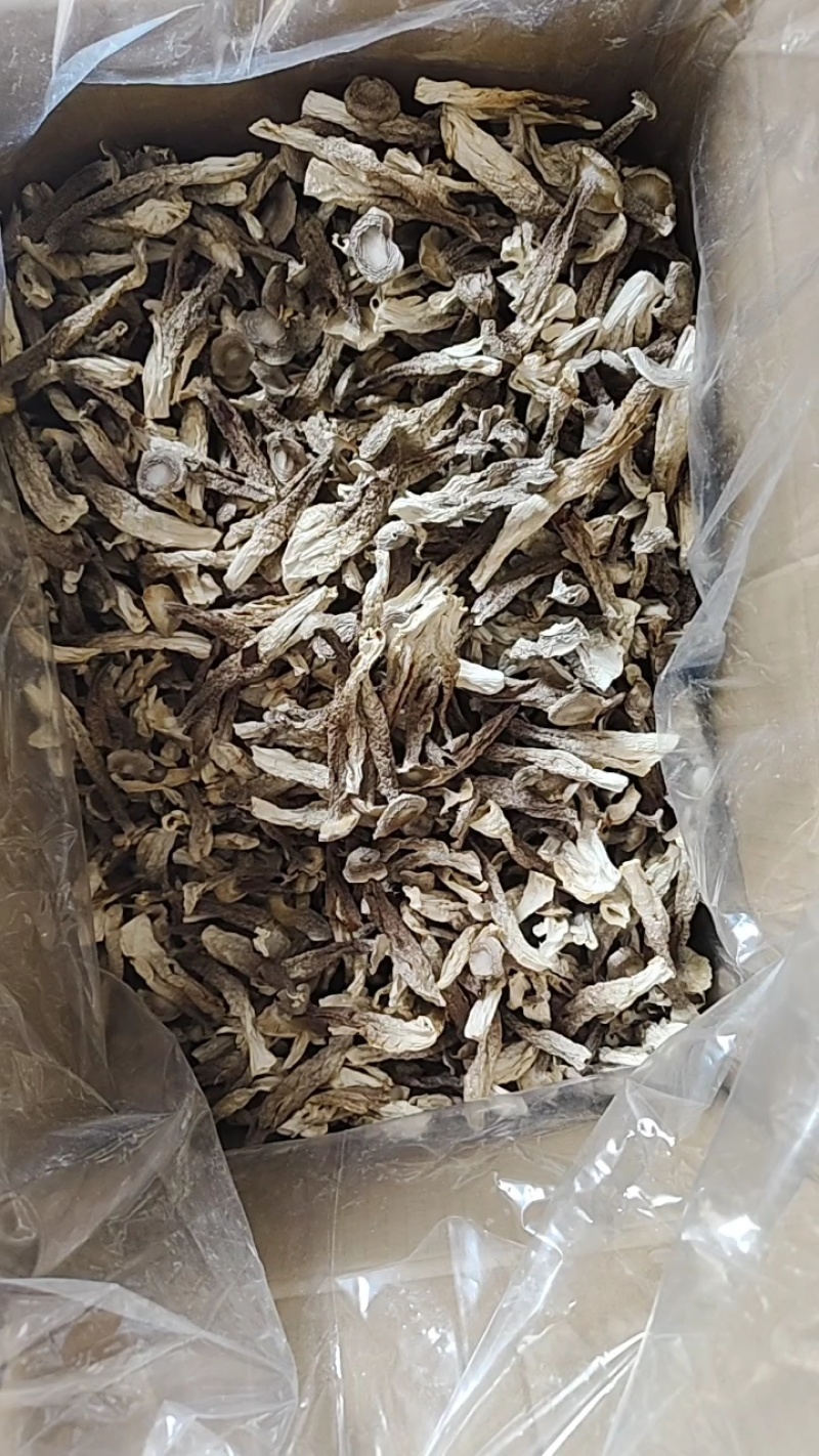 精品鹿茸菇
