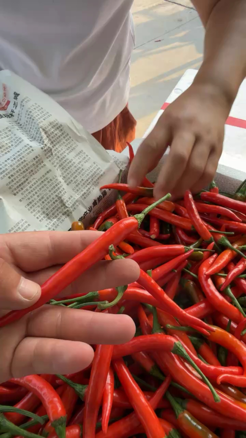 小米椒产地直销