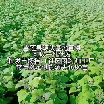 云南天山雪莲果基地直供供应全国批发市场档口专业一件代发