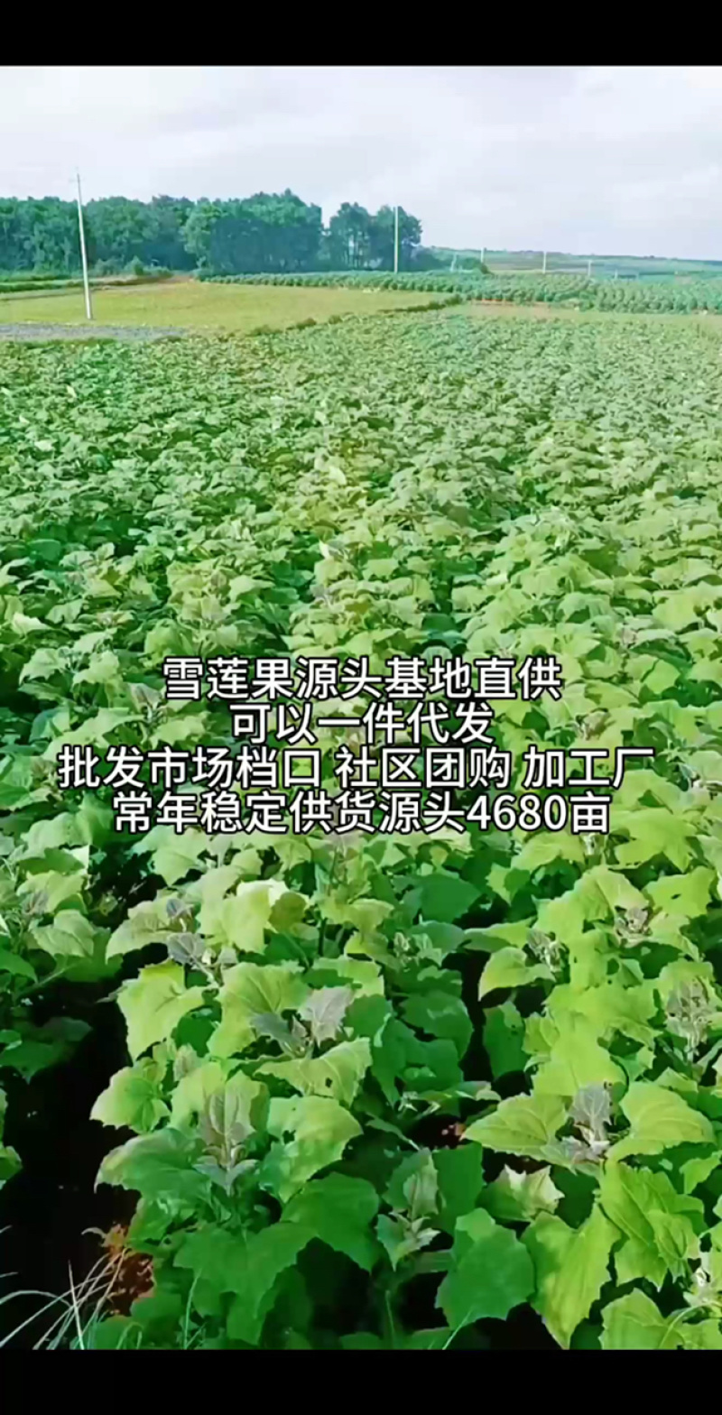 云南天山雪莲果基地直供供应全国批发市场档口专业一件代发