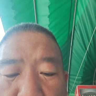 精品黄皮线椒，条直不弯曲大量上市，产地直销。