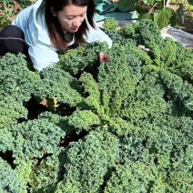 羽衣甘蓝皱叶菜