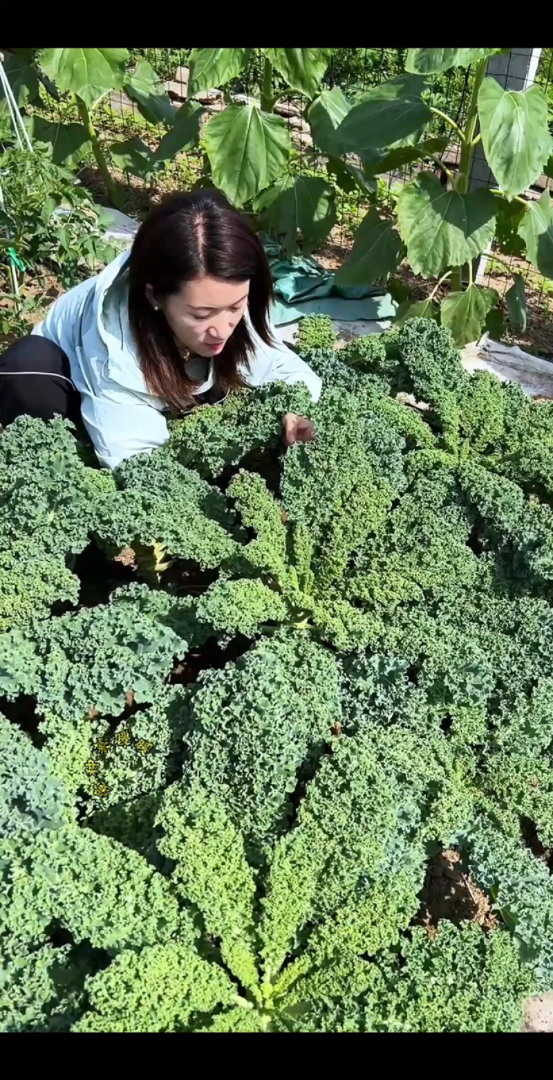 羽衣甘蓝皱叶菜