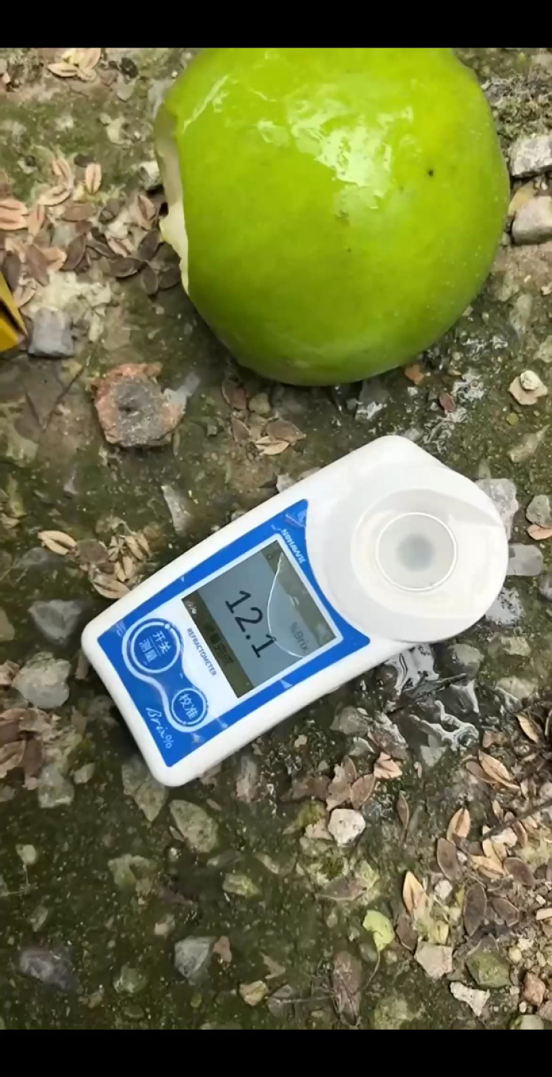 【精选】酥脆一号梨大量上市口感好。含糖量高。可代发全国。