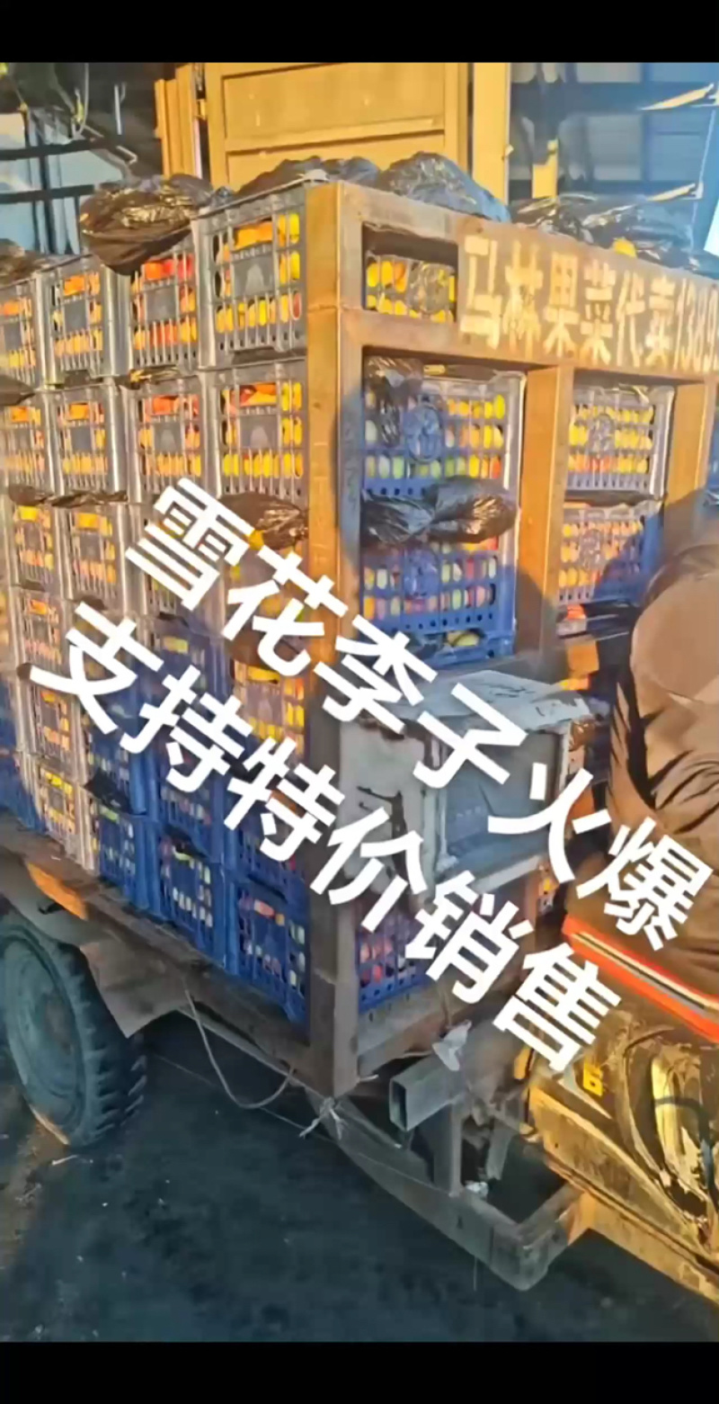 雪花李