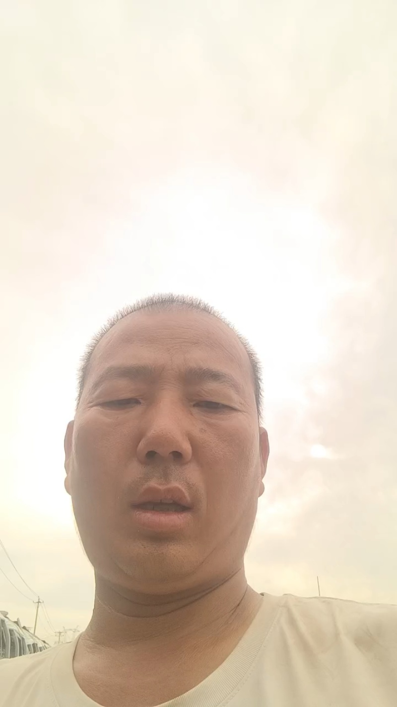 邯郸甘蓝产地直发保质保量大量有货全国代发欢迎选购