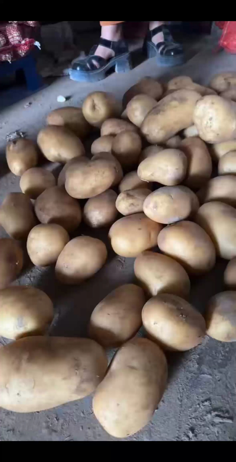 v7土豆产地直发量大电话议价价格美丽各规格齐全