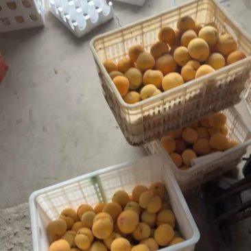 蒙阴黄毛桃，价格低质量保证，对接全平台电商头像联系我