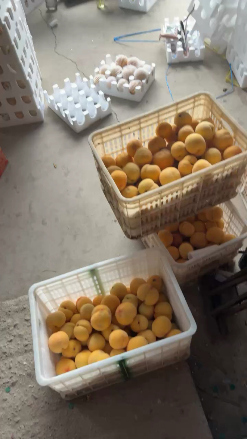 蒙阴黄毛桃，价格低质量保证，对接全平台电商头像联系我