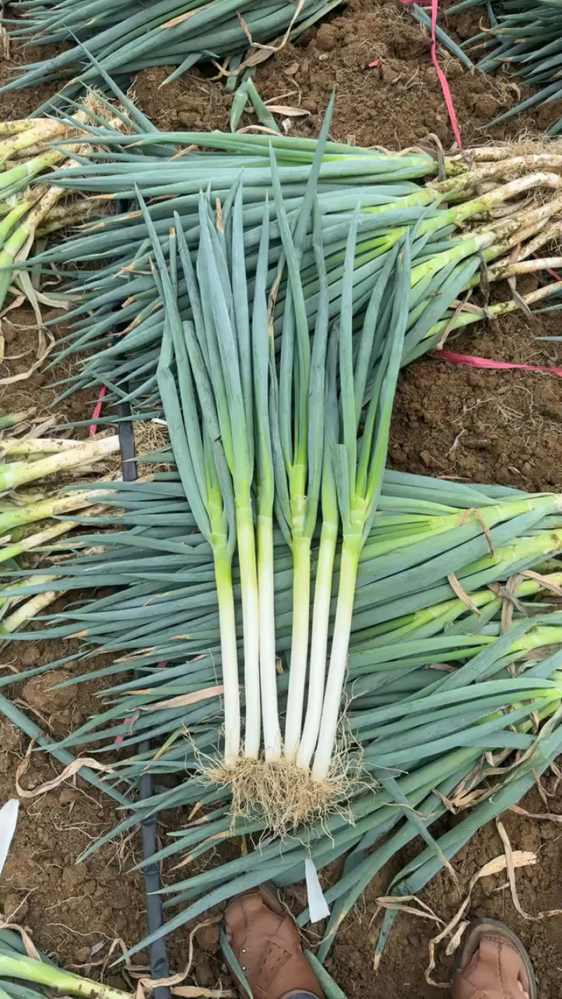 南阳大葱大量出货，中粗货杆子硬