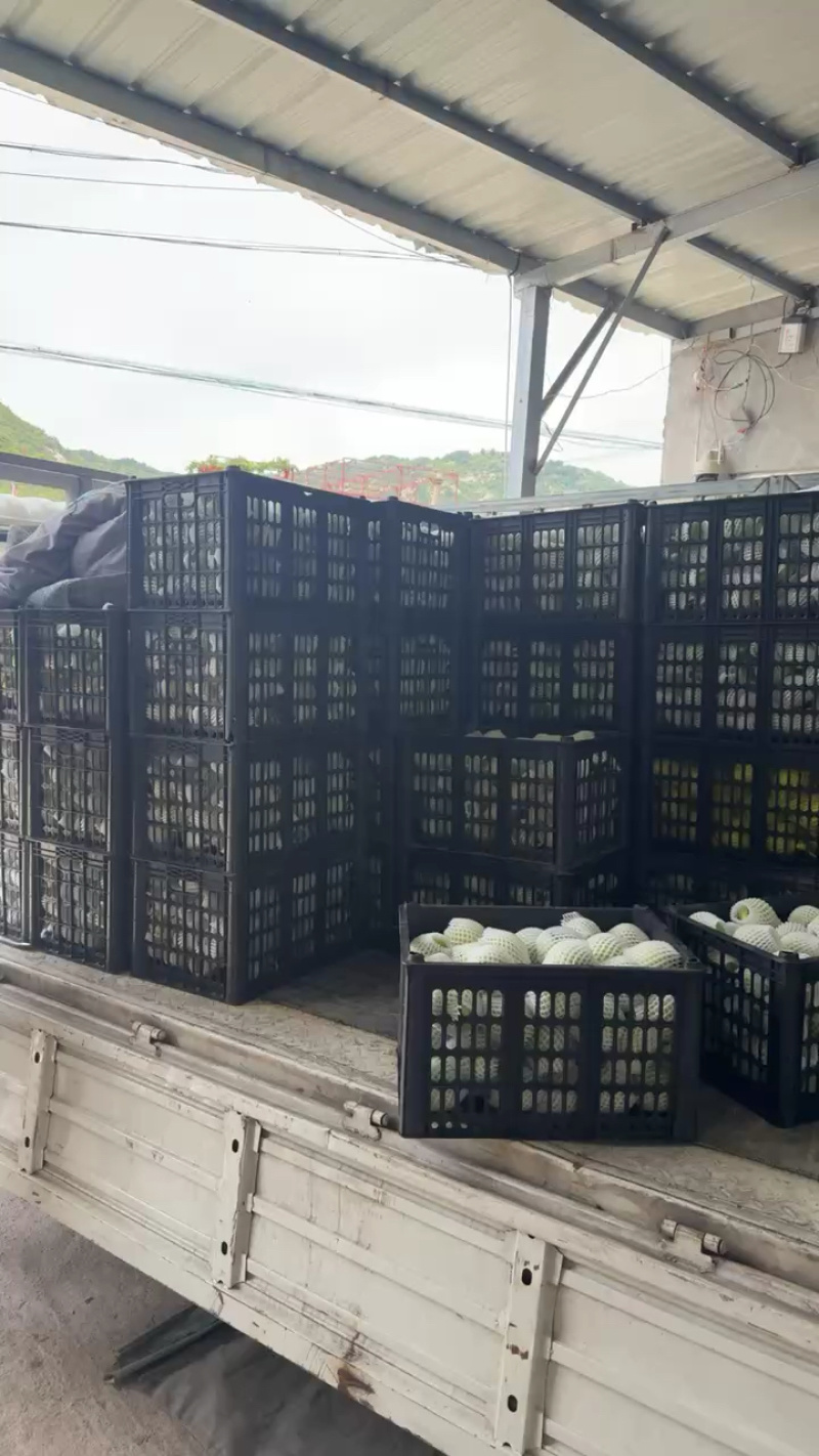 来自沂蒙山产地精品辽富苹果口感纯甜
