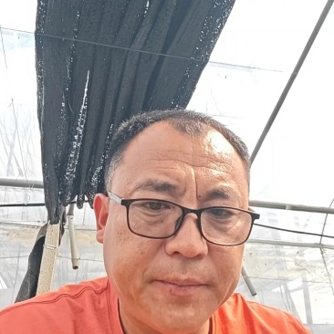 寿光西兰花种苗，耐寒优秀高产根系发达成活率高