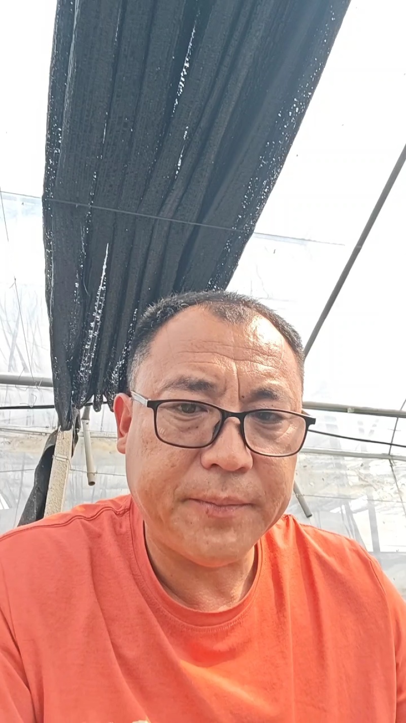 寿光西兰花种苗，耐寒优秀高产根系发达成活率高