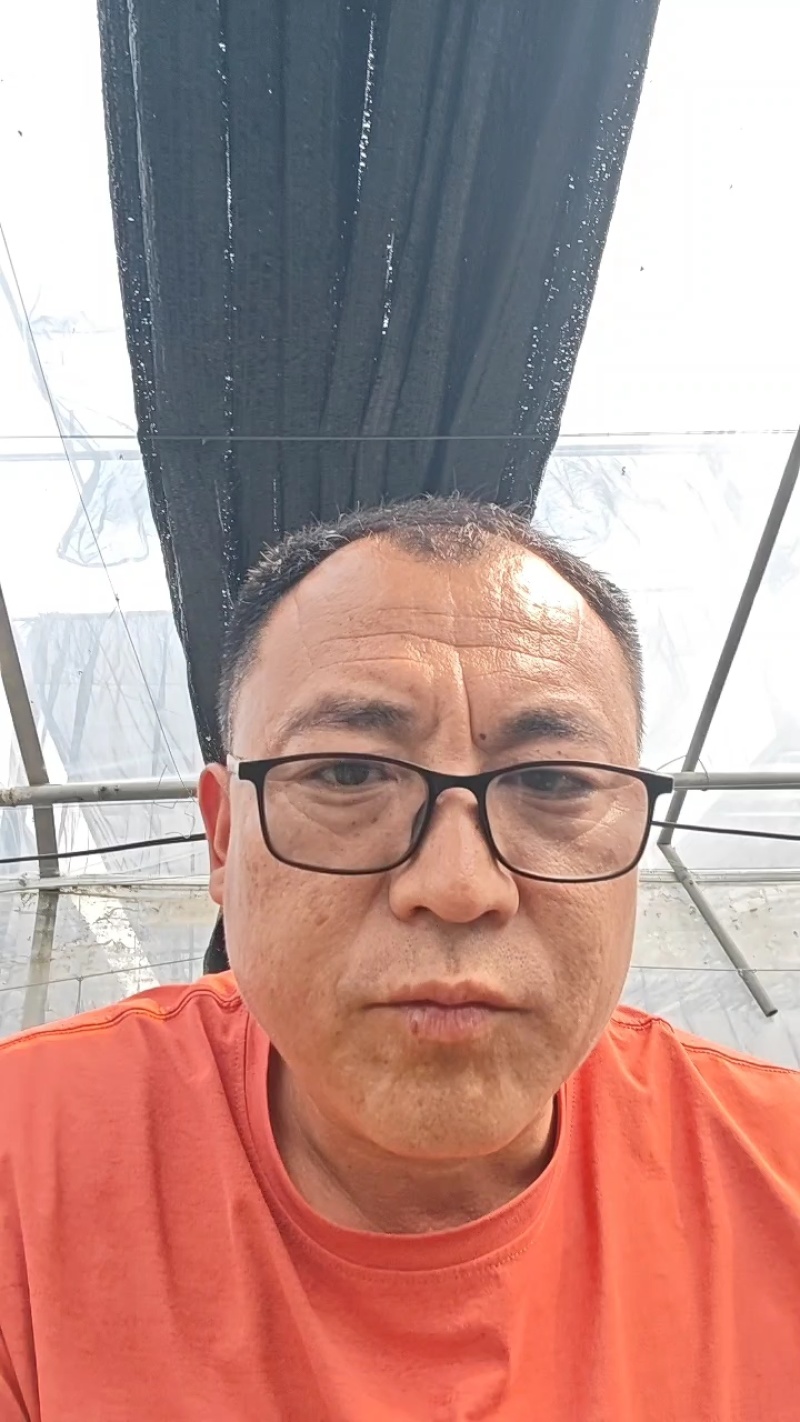 羊角蜜甜瓜苗根系发达产量高品质保障欢迎联系