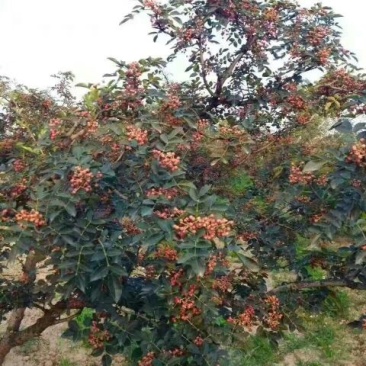 花椒一级干