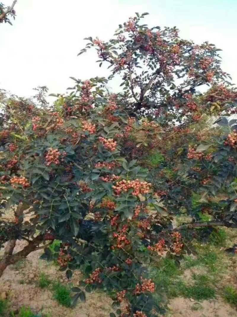花椒一级干