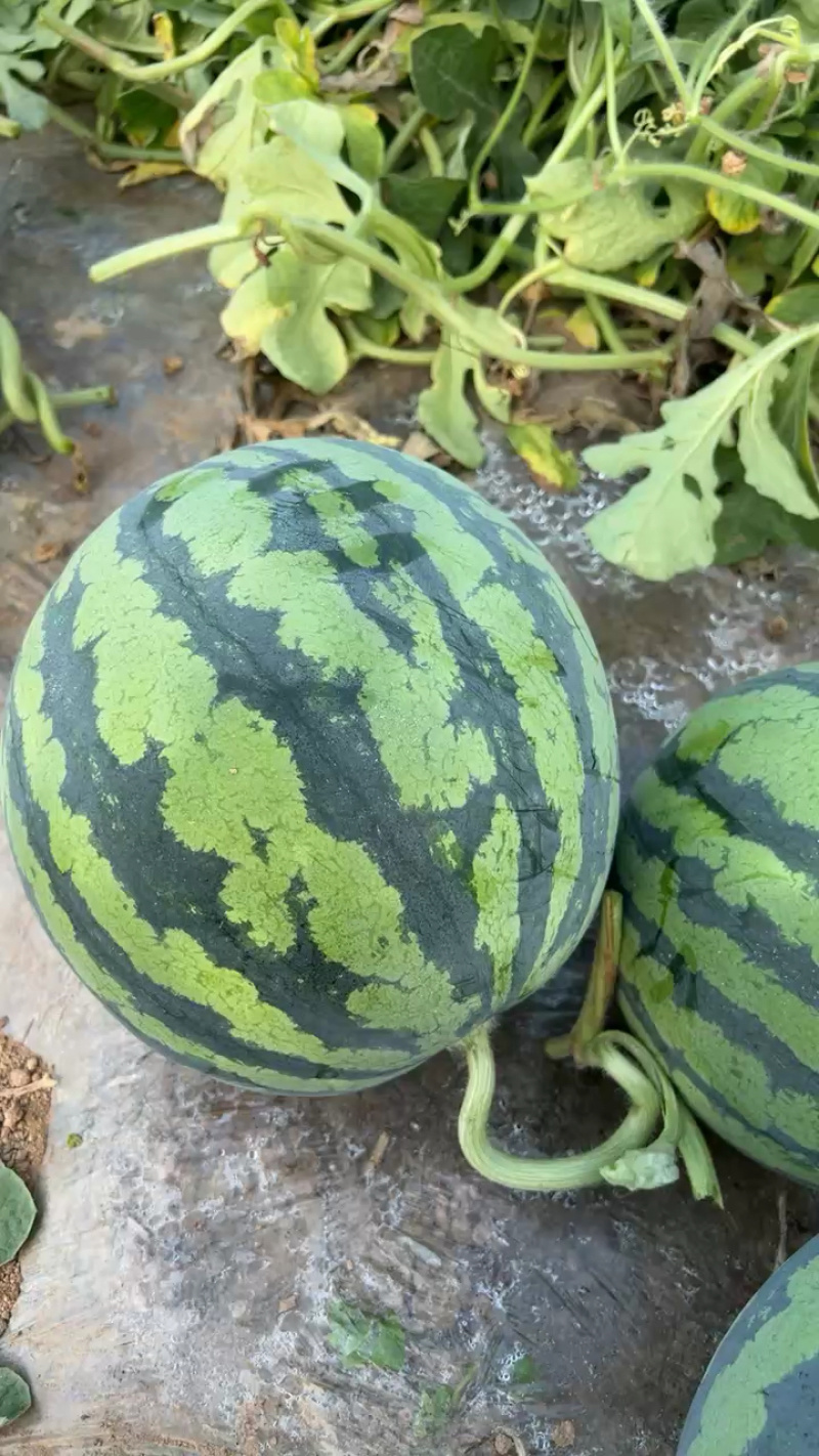 无籽美都，麒麟西瓜，大量现货，产地直发，甜度高品质好