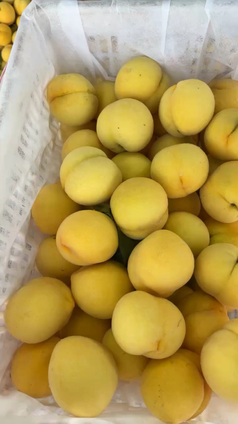 山东黄桃锦绣黄桃对接电商市场可视频看货