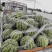 本人种植西瓜，供应美都口口脆