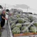 本人种植西瓜，供应美都口口脆