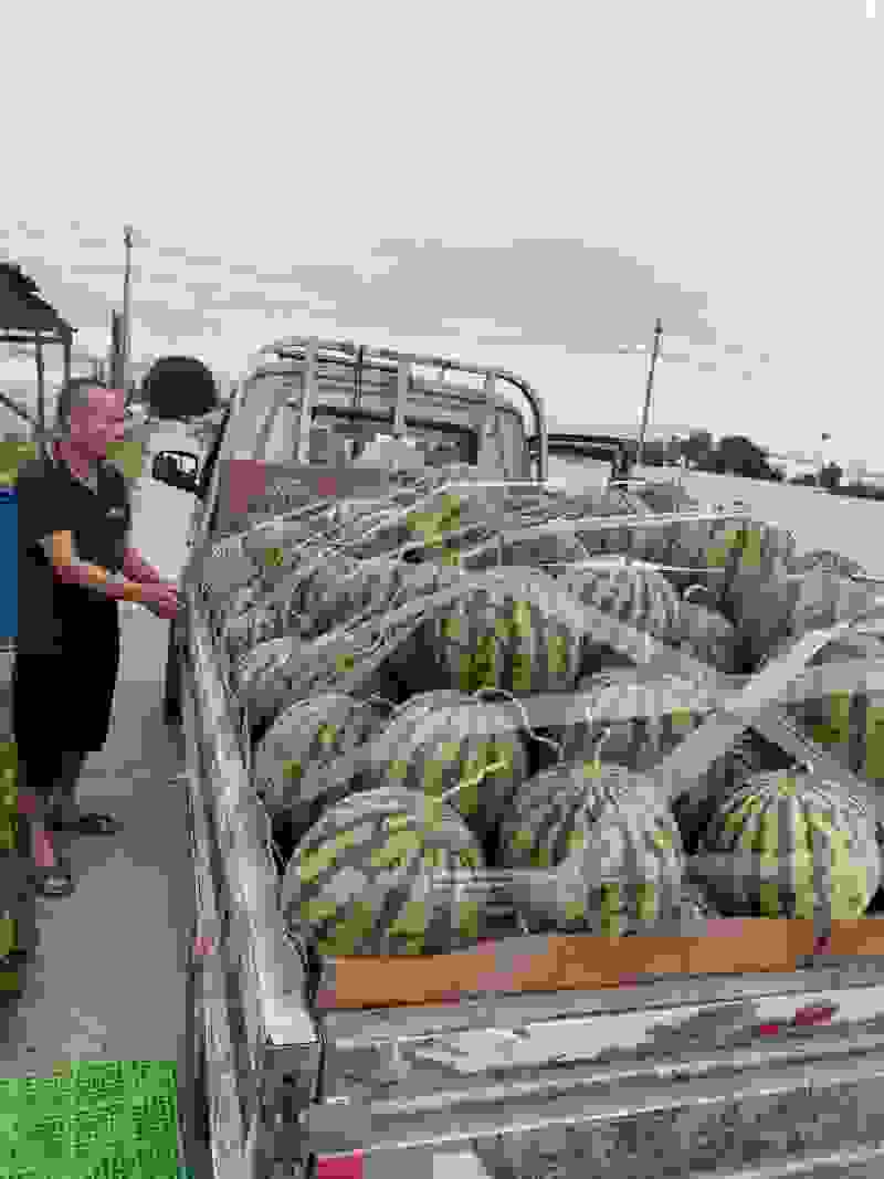 本人种植西瓜，供应美都口口脆