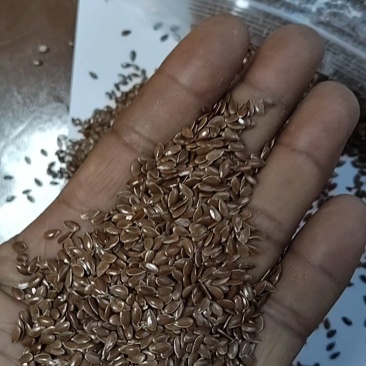俄罗斯亚麻籽产地直发量大从优运费商议可视频看货