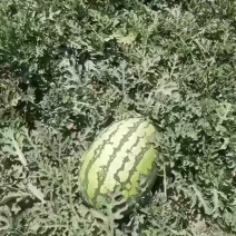 宁夏硒砂瓜电商货产地直发包熟包甜耐运输