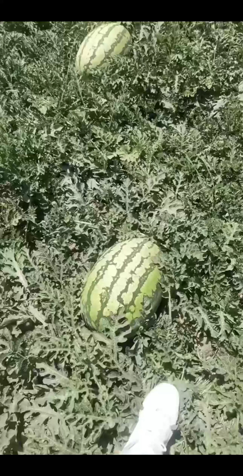 宁夏硒砂瓜电商货产地直发包熟包甜耐运输
