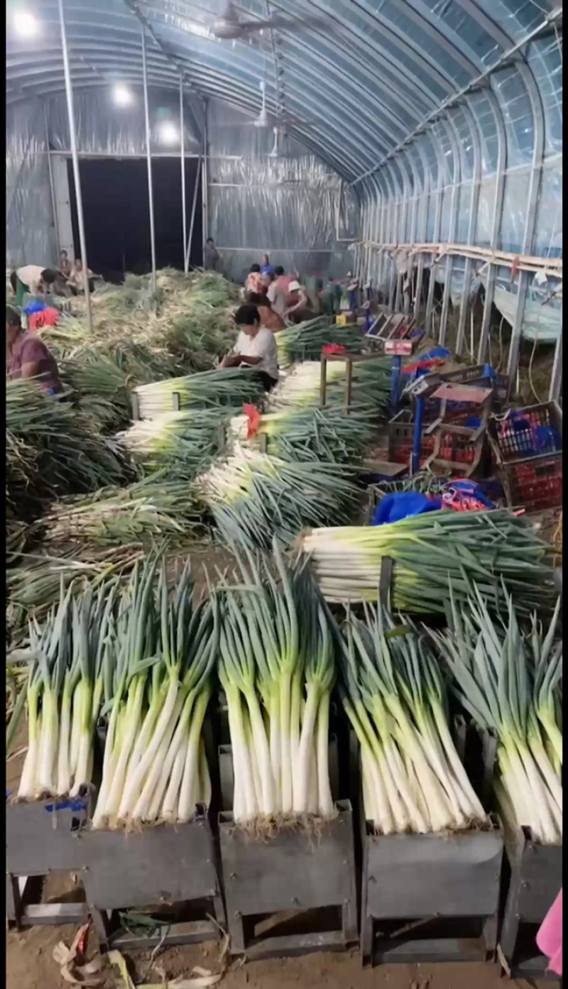 精品大葱大葱长白铁杆大葱自有葱场一手货源